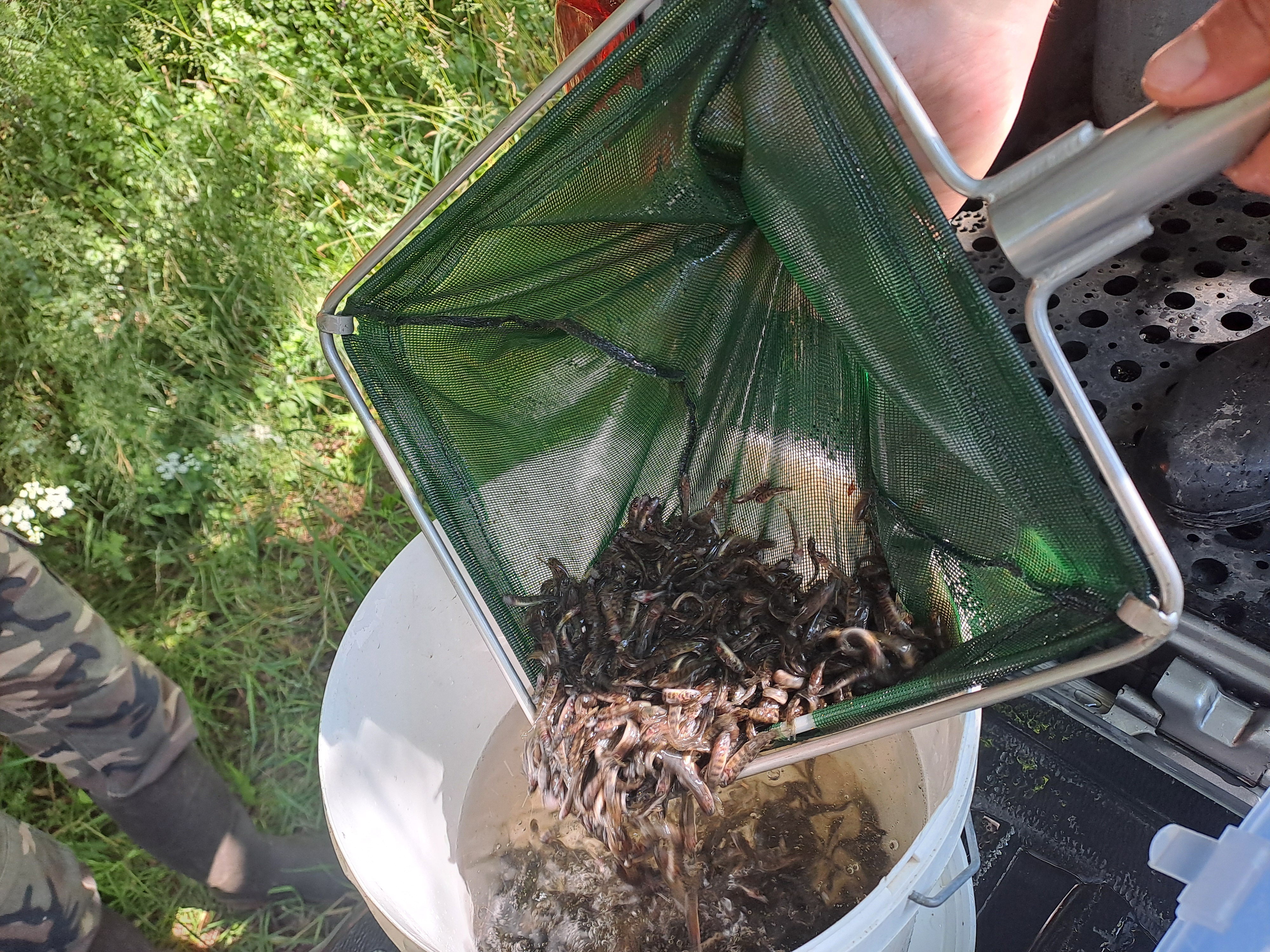 Aperçu image du post 17 juin 2025 : Lâcher d'alevins