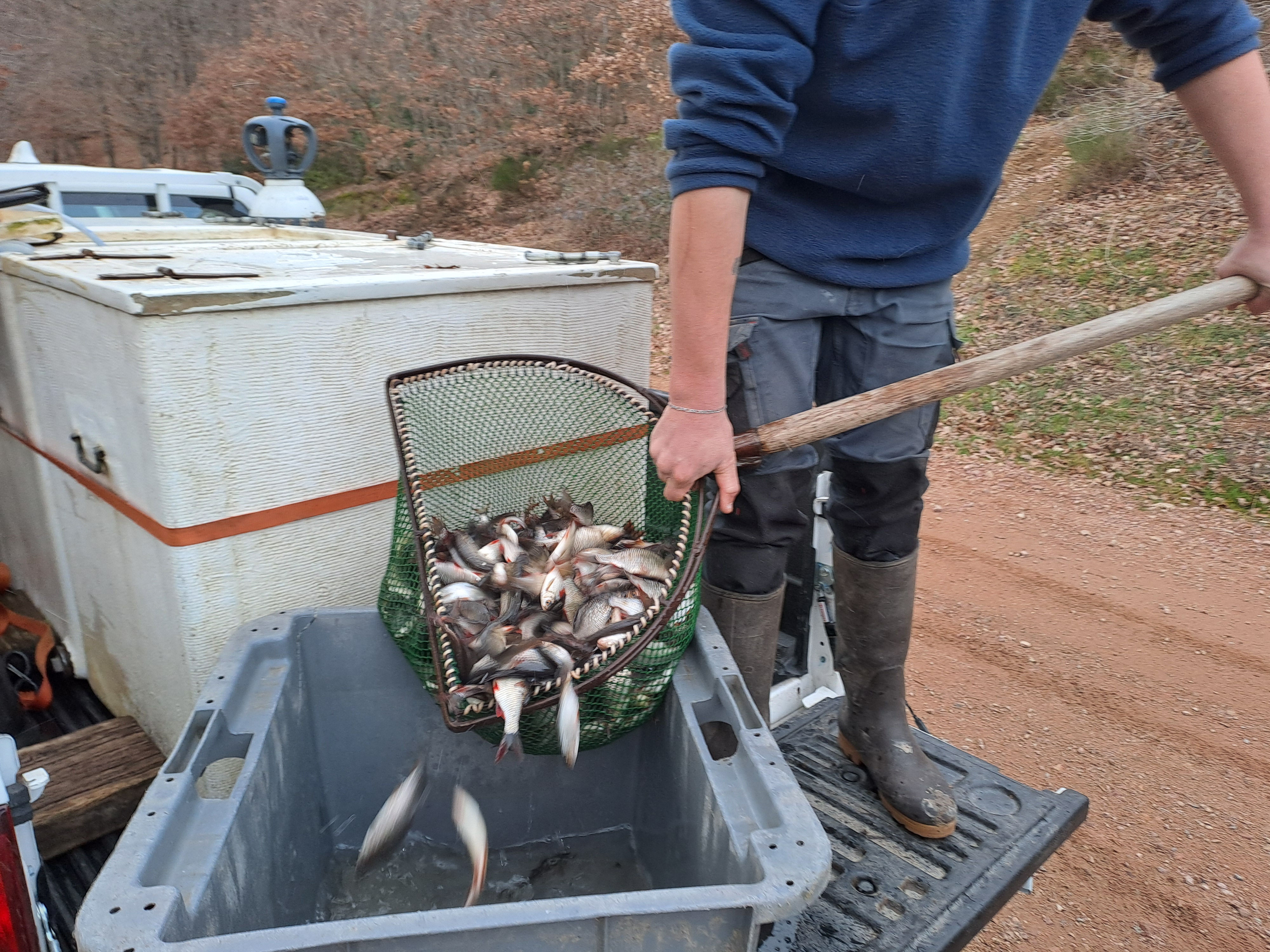Image principale du post : Lundi 19 janvier 2026 : déversement de 50kg de rotengles dans le barrage de la Sep