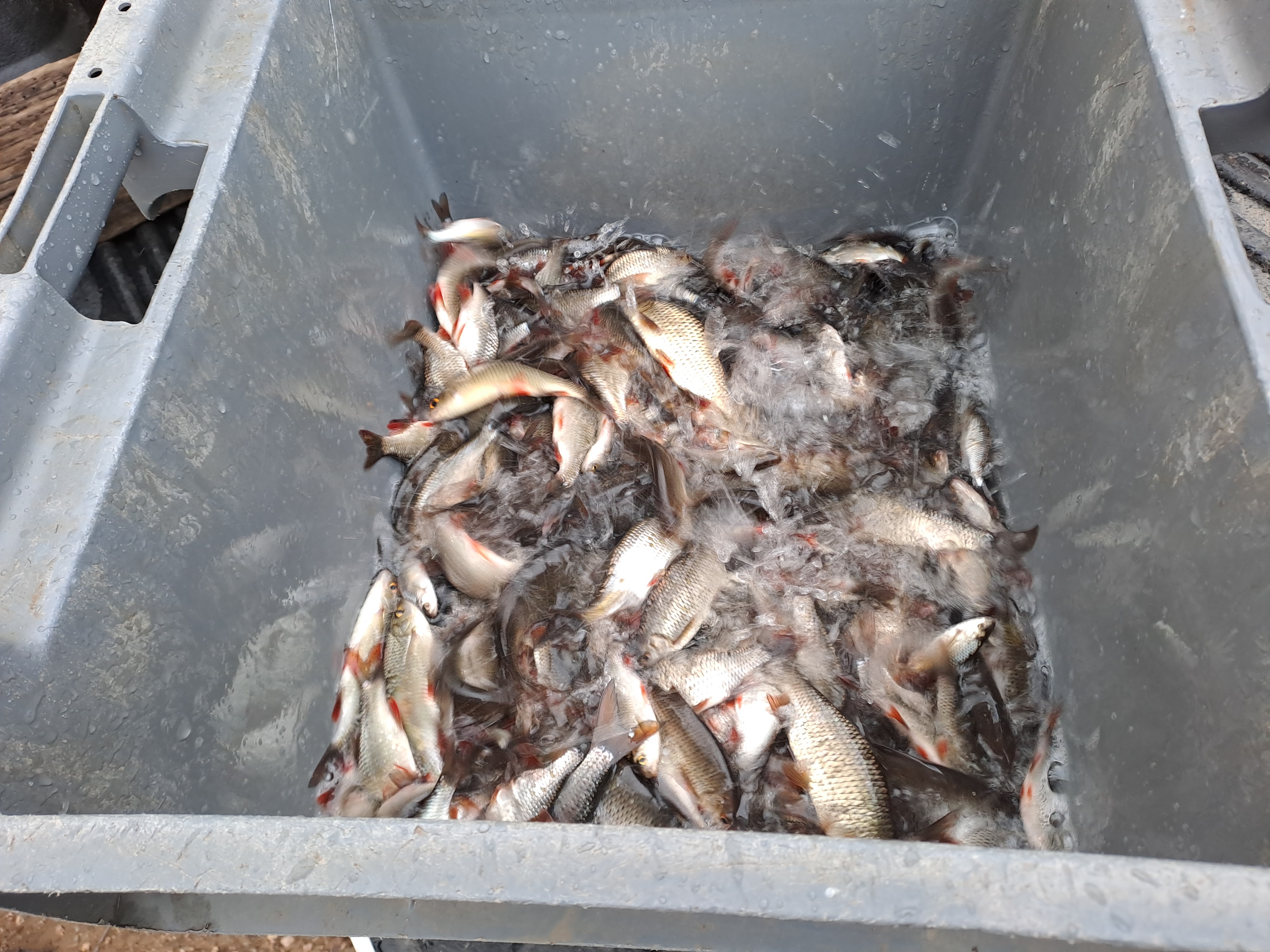 Aperçu image du post Lundi 19 janvier 2026 : déversement de 50kg de rotengles dans le barrage de la Sep